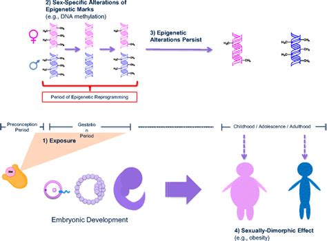 Conceptual Model Of Sex Specific Epigenetic Reprogramming As A