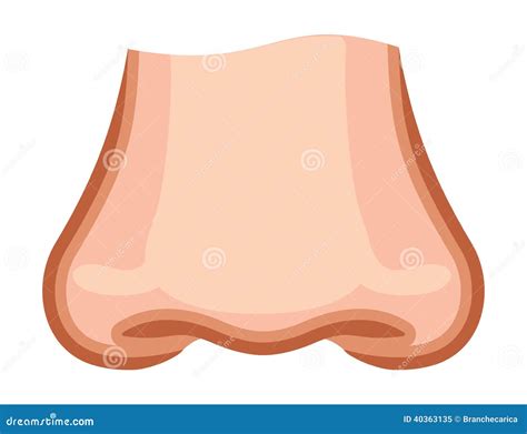 Naso Dei Bambini Illustrazione Vettoriale Illustrazione Di Faccia