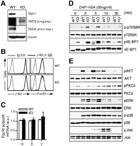 Fc Ri Mediated Signaling In Tsc Deficient Mast Cells A Immunoblot