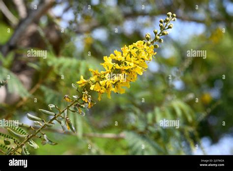 Peltophorum Africanum Banque De Photographies Et Dimages Haute