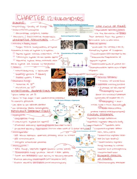 Chapter 12 Eukaryotes Fungi Algae Protozoa And Helminths BIOL 3040