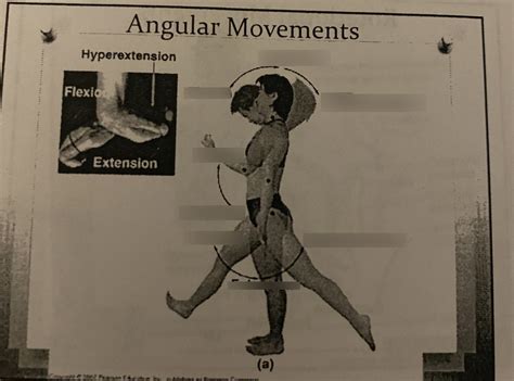 Angular Movement Diagram Quizlet