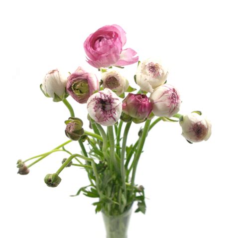 Turkish Flower Group Turkish Flower Group