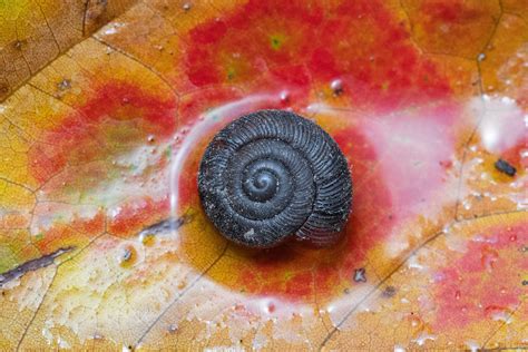 Gastropods Class Gastropoda Isaac M Flickr