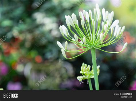 Flower Garden Sunny Image & Photo (Free Trial) | Bigstock