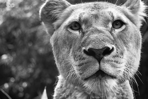 Free Images Black And White Animal Wildlife Zoo Fauna Lion