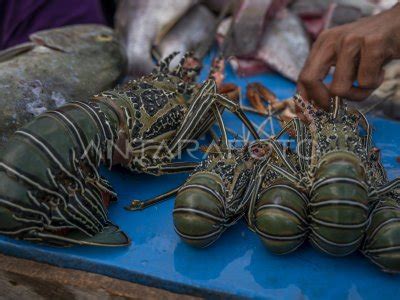 Larangan Ekspor Benih Lobster Antara Foto