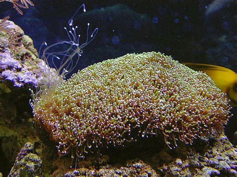 green galaxy coral members gallery wamas forums