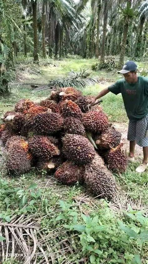 Berita Sawit Tahun Lalu Anggota Bursa CPO Capai 34 Perusahaan Nilai