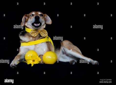 Dog Dressed In Bow And Yellow Breastplate And Sunflowers On Black