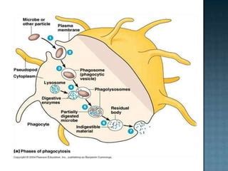 Respiratory burst by Phagocytosis | PPT