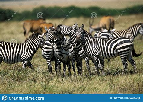 Burchell S Zebra Equus Burchelli Herd At Masai Mara Park In Kenya