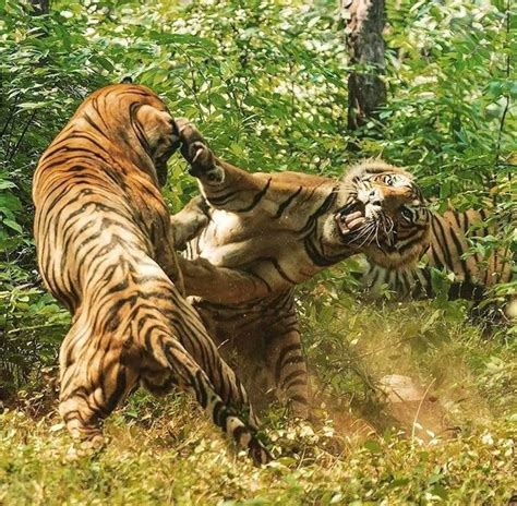 Two Massive Male Bengal Tigers Fighting Wildlife Of Australia Bengal Tiger Wildlife Safari