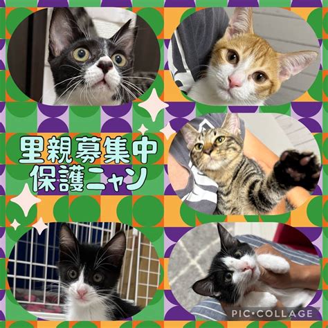 通知の来なさすぎる里親募集サイト かぼすのいえ。～猫たちに幸せな猫生を！～