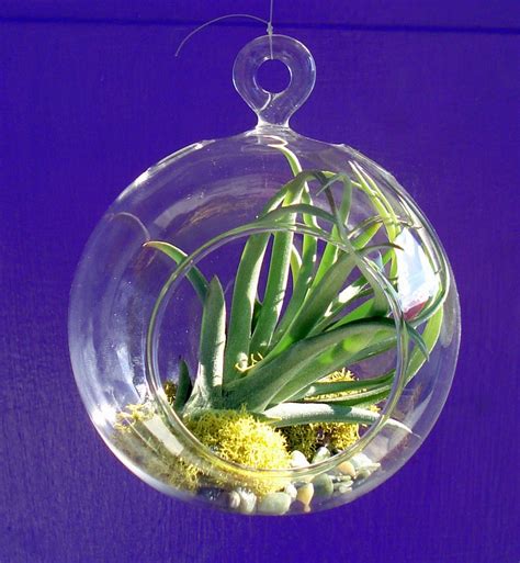 Air Plant Hanging Terrarium Clear Glass Orb Globe Kit With Etsy