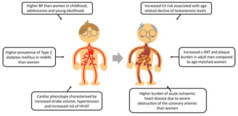 Sex And Gender Aspects In Vascular Ageing Focus On Epidemiology