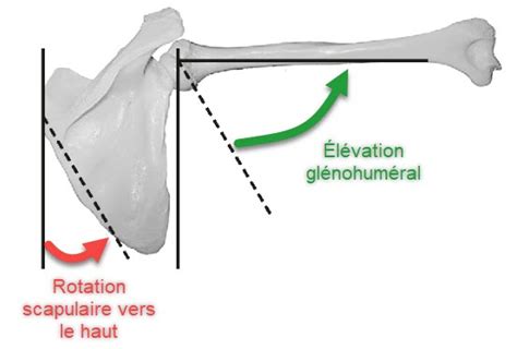 Scapulohumeral Rhythm Balance And Mobility Osteomag