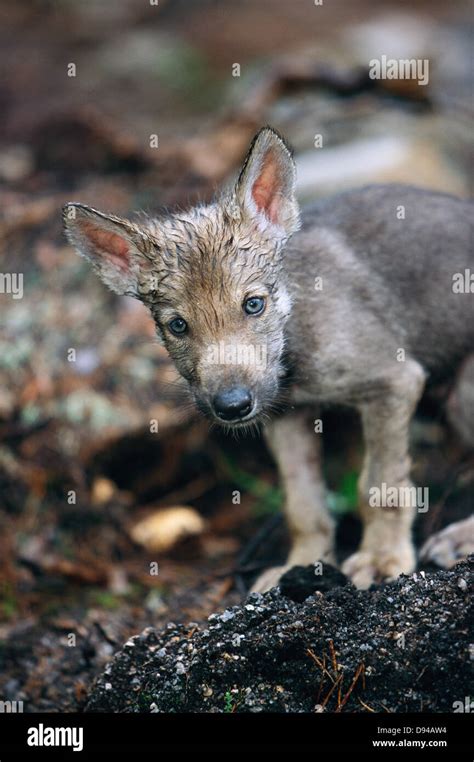 Wolf With Cub Hi Res Stock Photography And Images Alamy