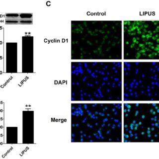 Effect On Cell Viability By Inhibitor Sb A The Cell Viability