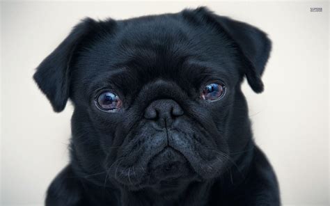 Black Pug Wallpapers - Wallpaper Cave