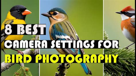 8 Best Camera Settings For Bird Photography Foto Discount World Youtube