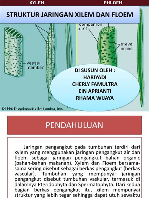 Struktur Penyusun Xilem Dan Floem