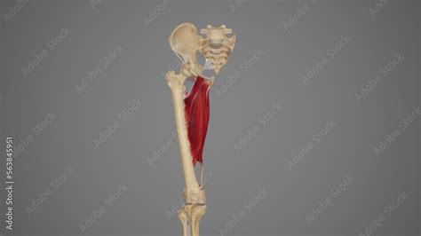 Medical Illustration of Hip Adductor Muscles Stock Illustration | Adobe ...