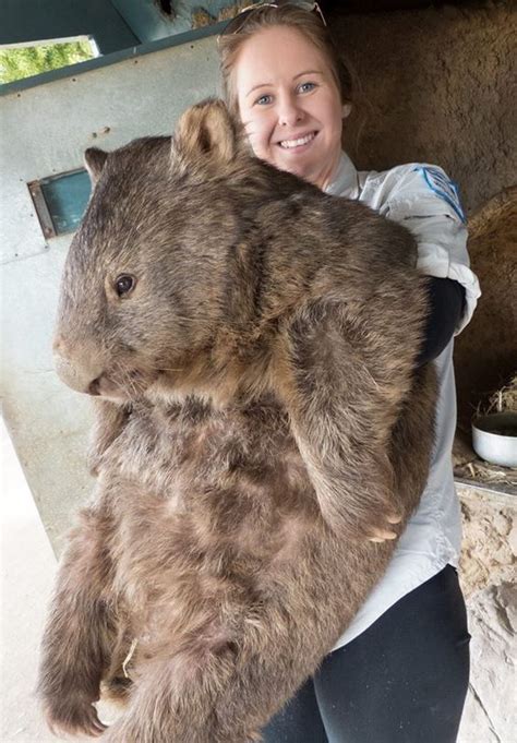 The Worlds Oldest And Possibly Largest Wombat Turns 29 Newsweek