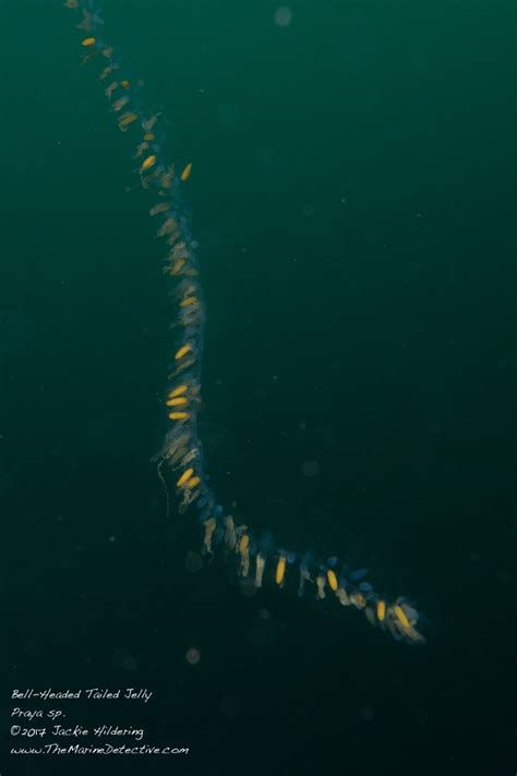 Giant Siphonophore (Prayja species) | The Marine Detective