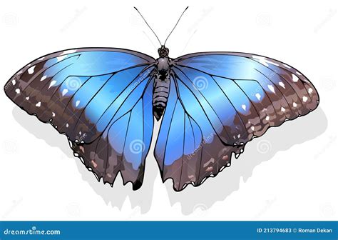 Blue Morpho Butterfly Stock Vector Illustration Of Macro