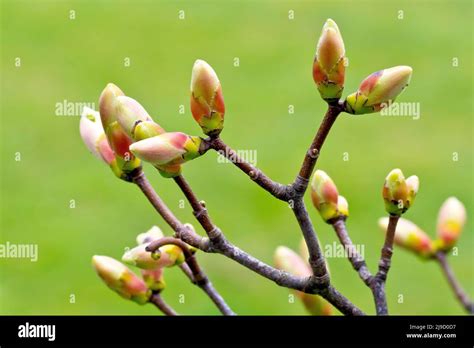 Sycamore Acer Pseudoplatanus Close Up Of Several Leaf Buds On The