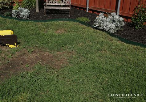 Simple Tip For Bare Spots In Your Lawn Lost Found Decor