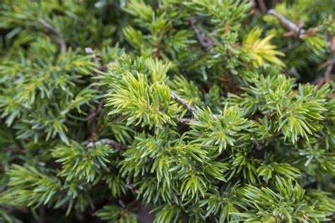 Juniperus Communis De Gewone Jeneverbes Is Een Soort Kleine Boom Of