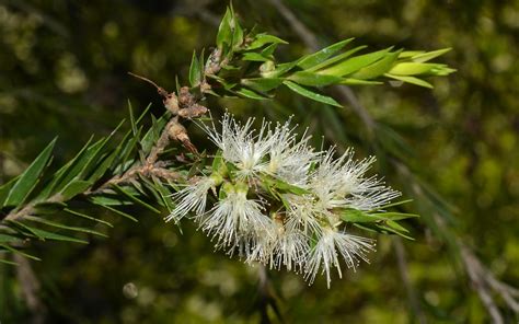 Black Tea Tree Melaleuca Bracteata Dustaway Flickr