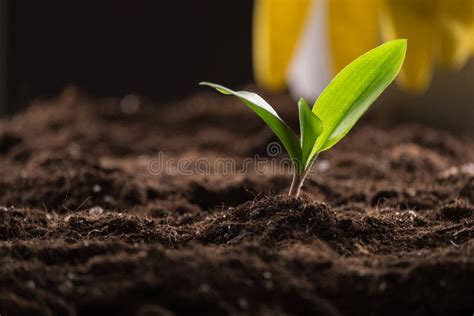 Germoglio In Terra Immagine Stock Immagine Di Terreno