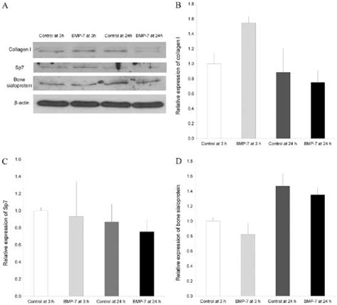 Western Blot Analysis To Evaluate The Expression Of Collagen I Osterix Download Scientific