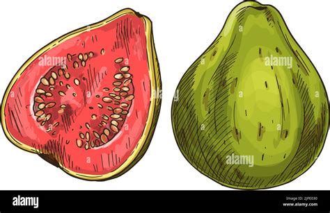 Tropical fruit guava whole, half isolated sketch. Vector edible ...