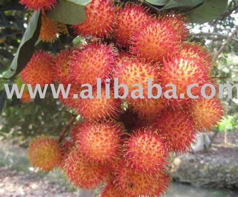 Fresh Rambutan Productsvietnam Fresh Rambutan Supplier