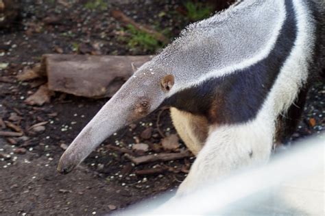 Myrmecophaga tridactyla - ZooChat