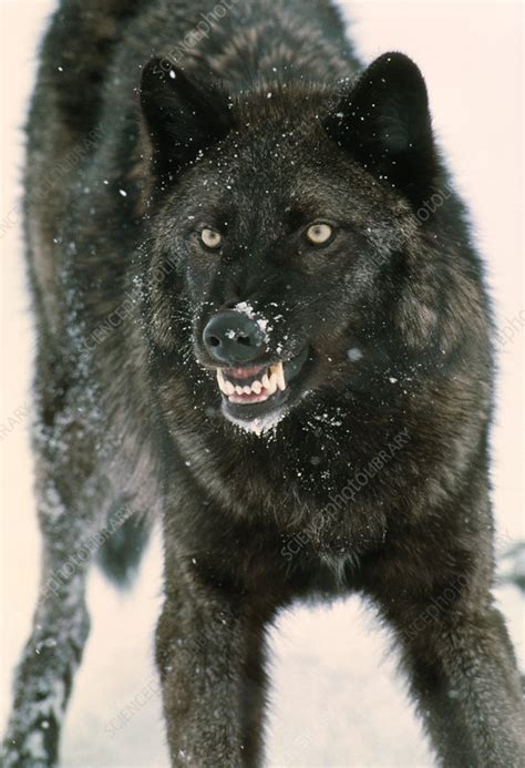 Grey wolf snarling - Stock Image - Z932/0028 - Science Photo Library