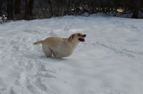 My Snow Bunny Frolicking Cute Animals Snow Bunnies Animals