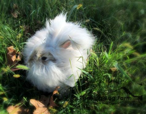 English Angora Rabbits Running Bug Farm