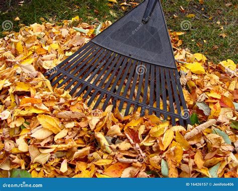 Raking Autumn Leaves Stock Image Image Of Collection 16426157