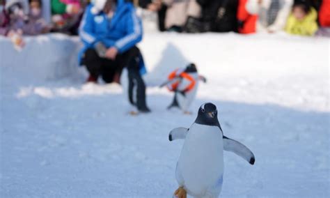 Penguins Draw Great Attention At Harbin Polarland Global Times