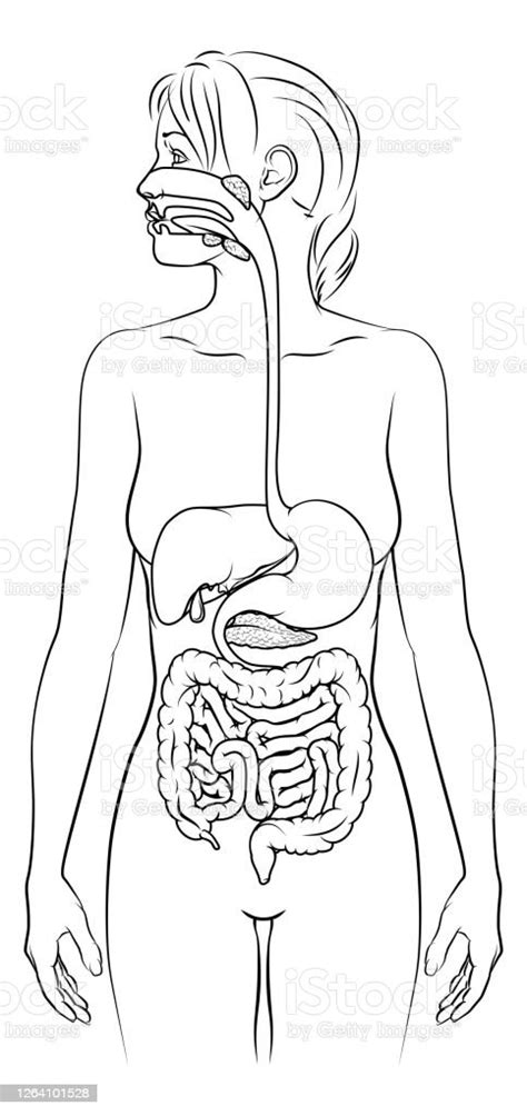 Draw Human Digestive System Drawing Easy With Label How To Draw Human Digestive System Drawing