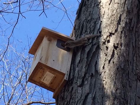 4.1: Southern Flying Squirrel entering nest box (G. S. Casper ...