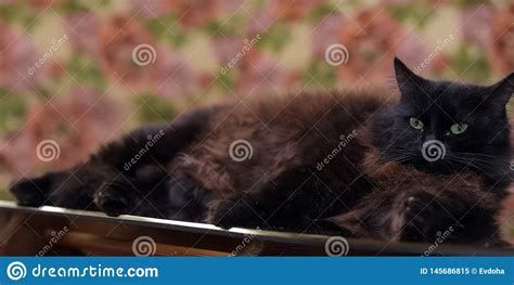 Le Beau Chat Noir Pelucheux Se Trouve Sur Une Table En Verre Image