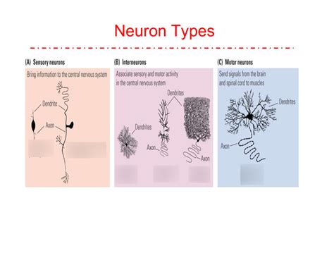 Neuron Types Diagram | Quizlet