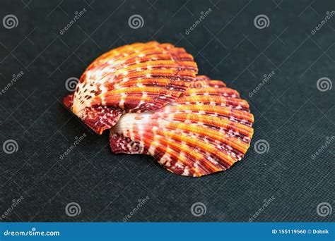 A Seashell Large Scallop Shells Stock Photo Image Of Ancient