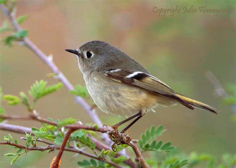 Ruby Crowned Kinglet